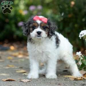 Sunshine, Cavapoo Puppy